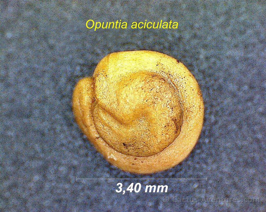 Opuntia aciculata seeds